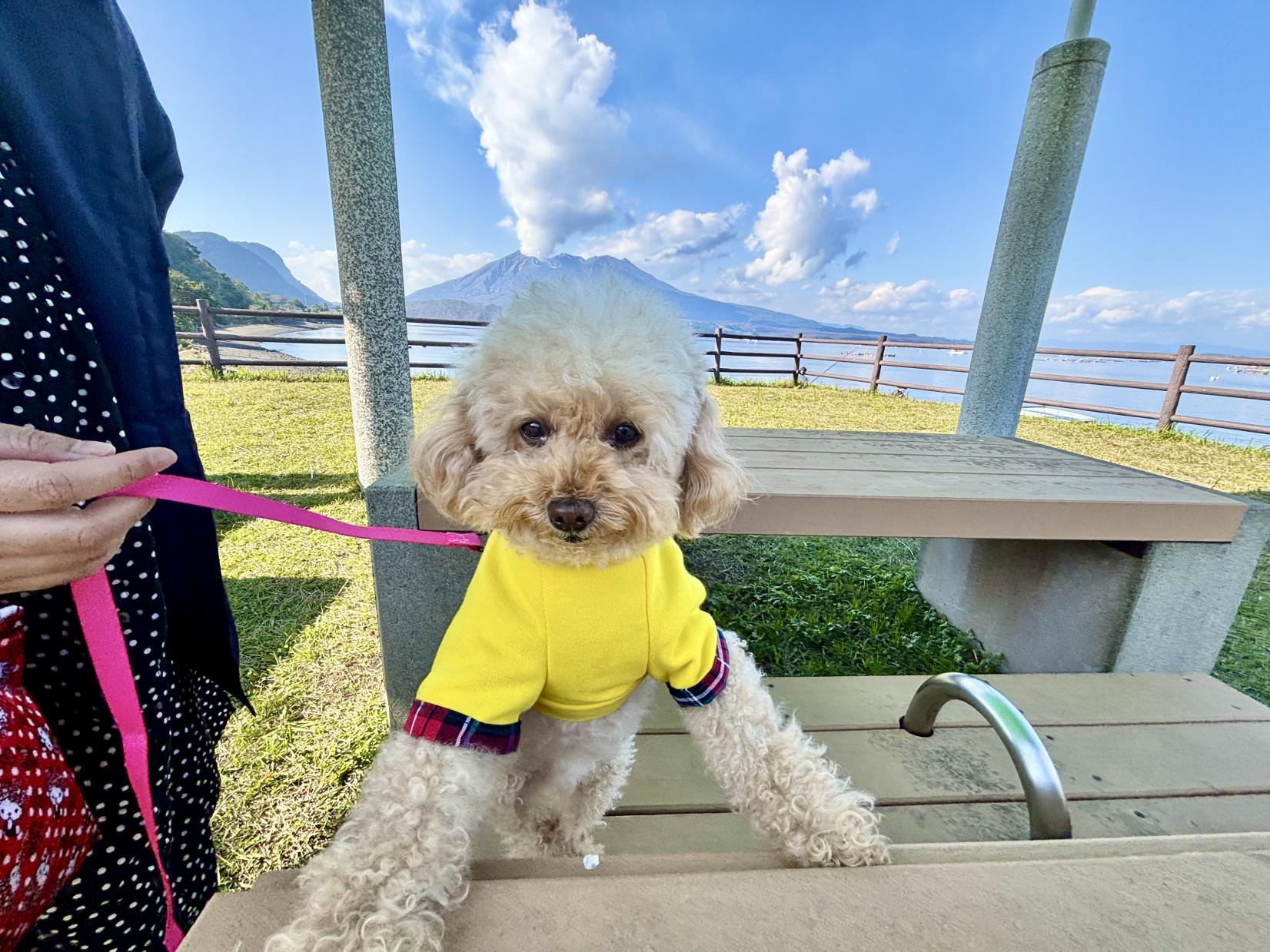 【モデルコース②】＼愛犬と行く 霧島～桜島を巡る１泊２日コース／-7