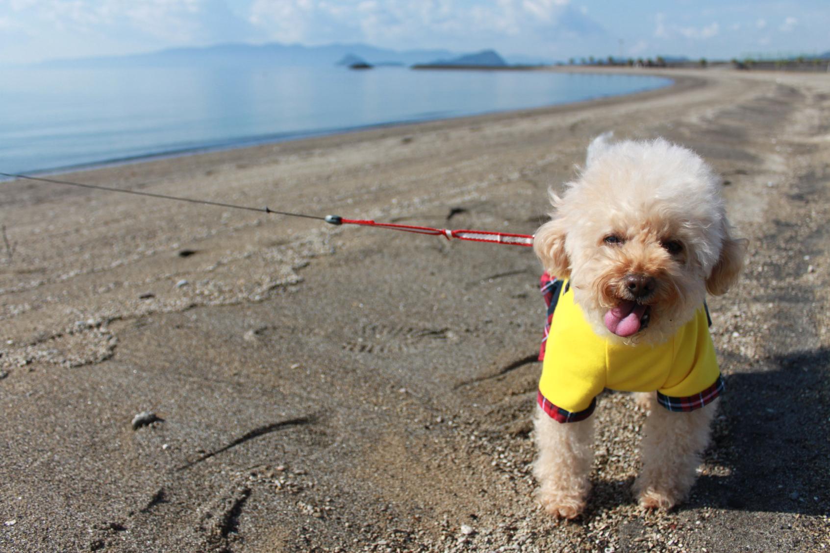 【モデルコース②】＼愛犬と行く 霧島～桜島を巡る１泊２日コース／-5