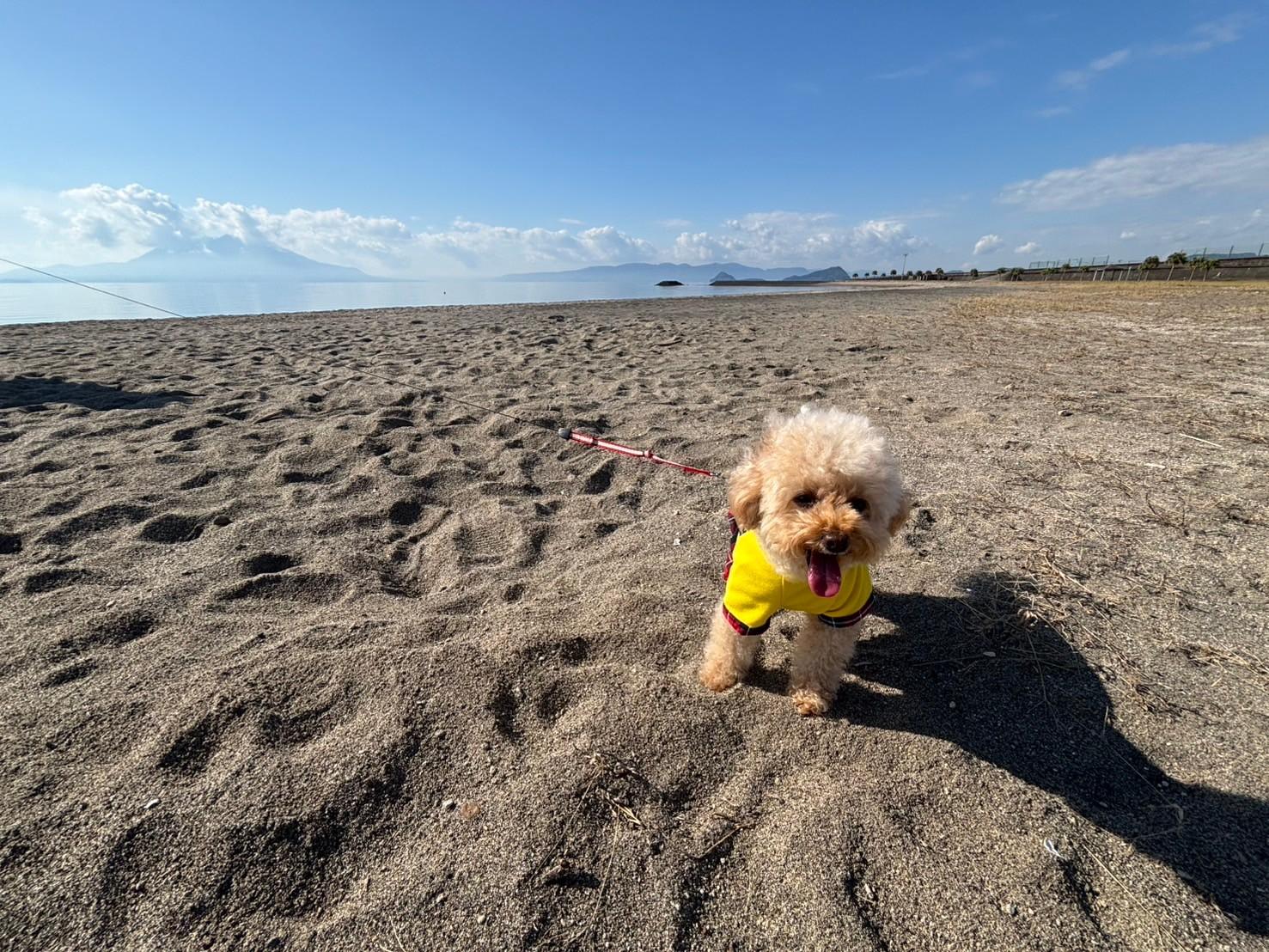 【モデルコース②】＼愛犬と行く 霧島～桜島を巡る１泊２日コース／-6