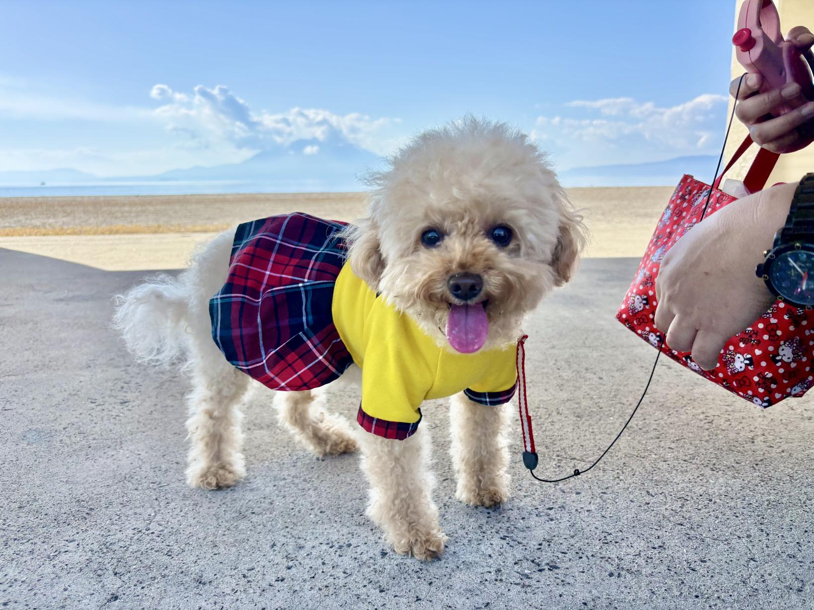 【モデルコース②】＼愛犬と行く 霧島～桜島を巡る１泊２日コース／-8