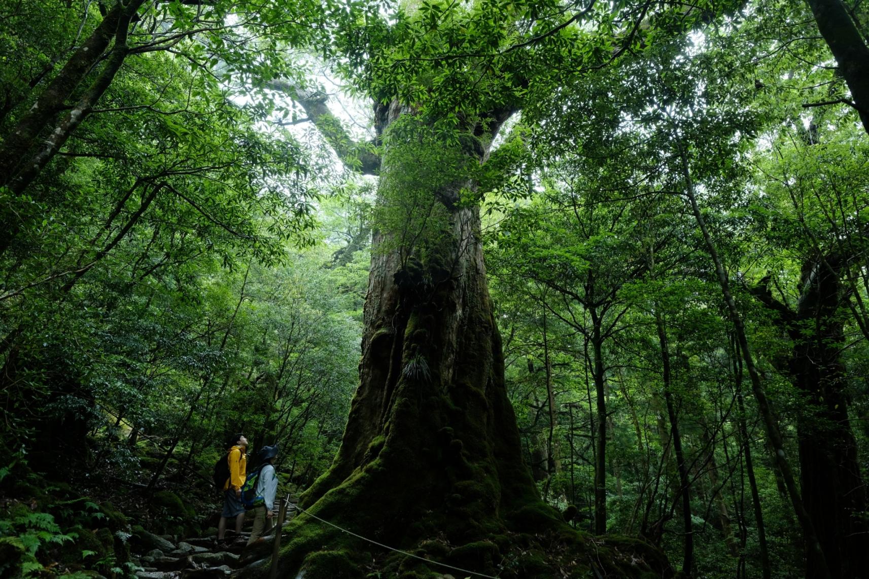 世界自然遺産の島・屋久島-0