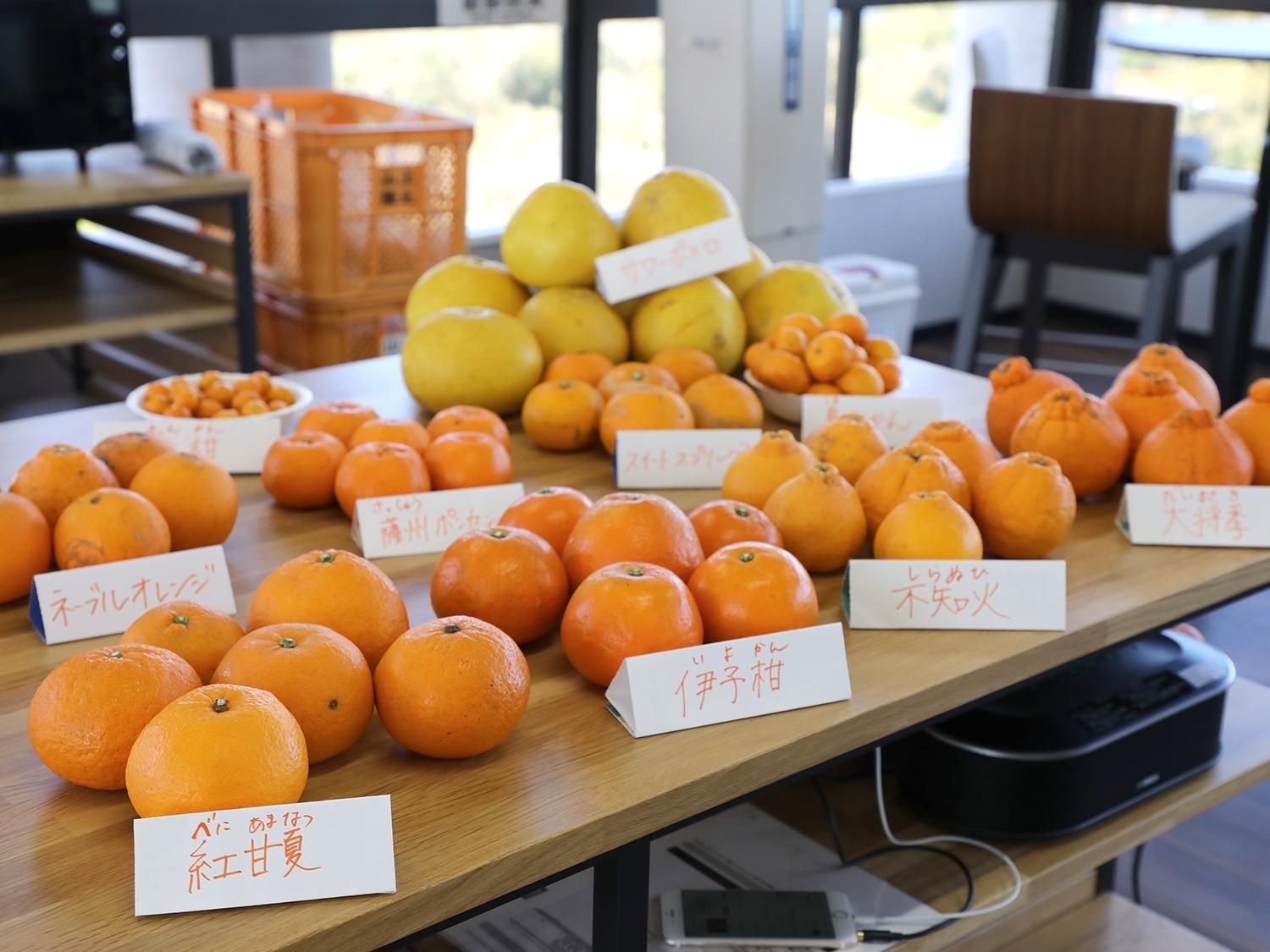 柑橘ソムリエによるみかんクッキング-1