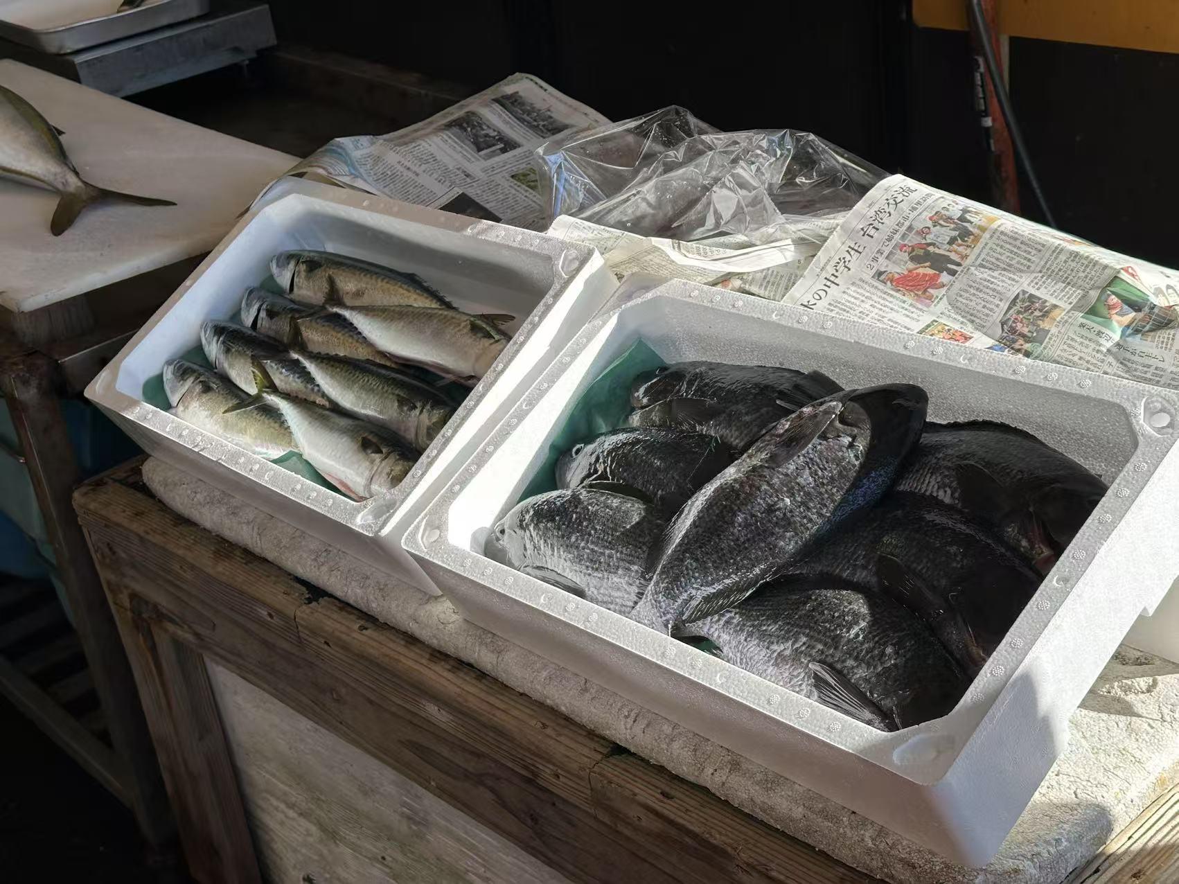 ブリ解体ショー・魚捌き体験-2