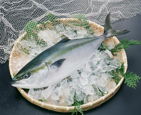 ブリ解体ショー・魚捌き体験-0