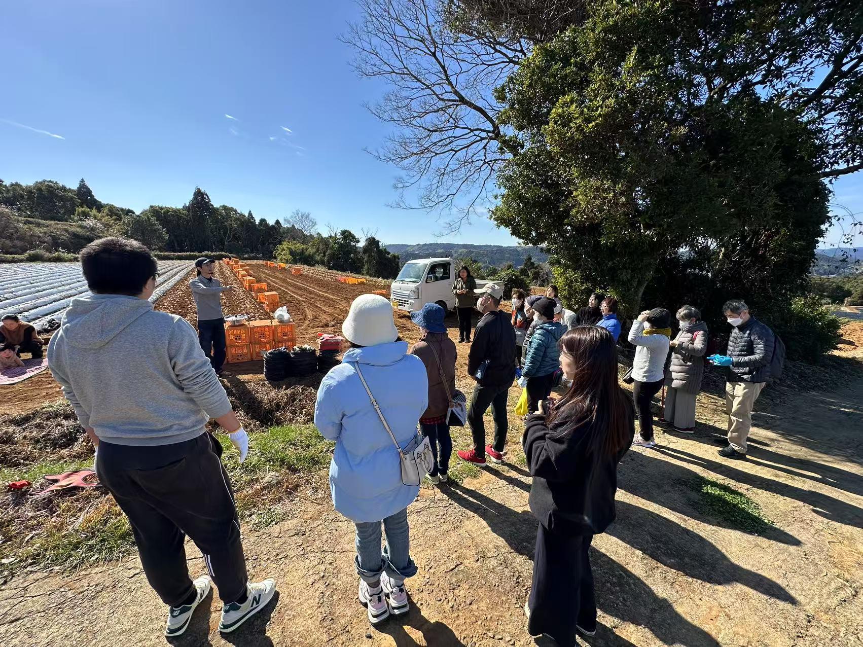 長島特産の赤土ばれいしょ収穫体験・見学-1