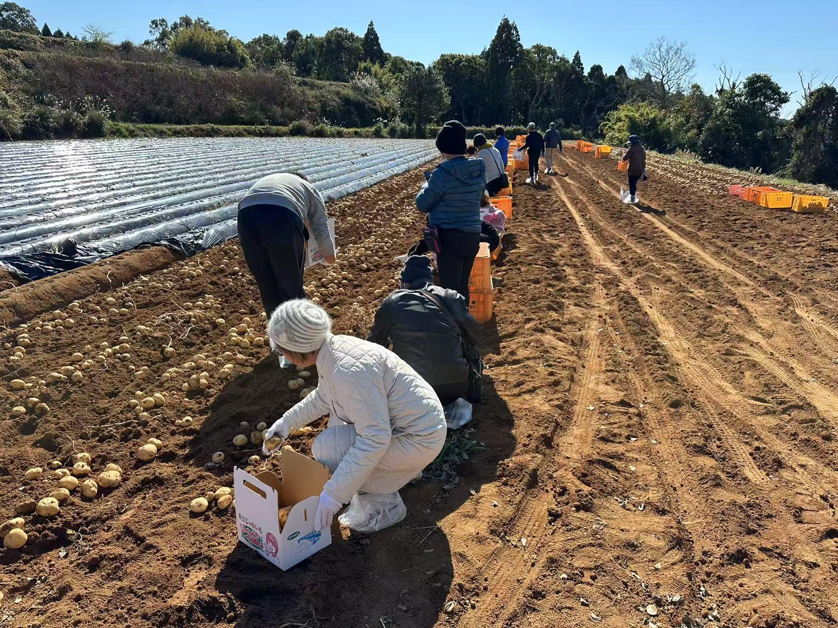 長島特産の赤土ばれいしょ収穫体験・見学-2