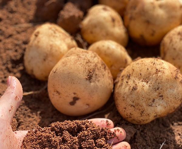 長島特産の赤土ばれいしょ収穫体験・見学-0
