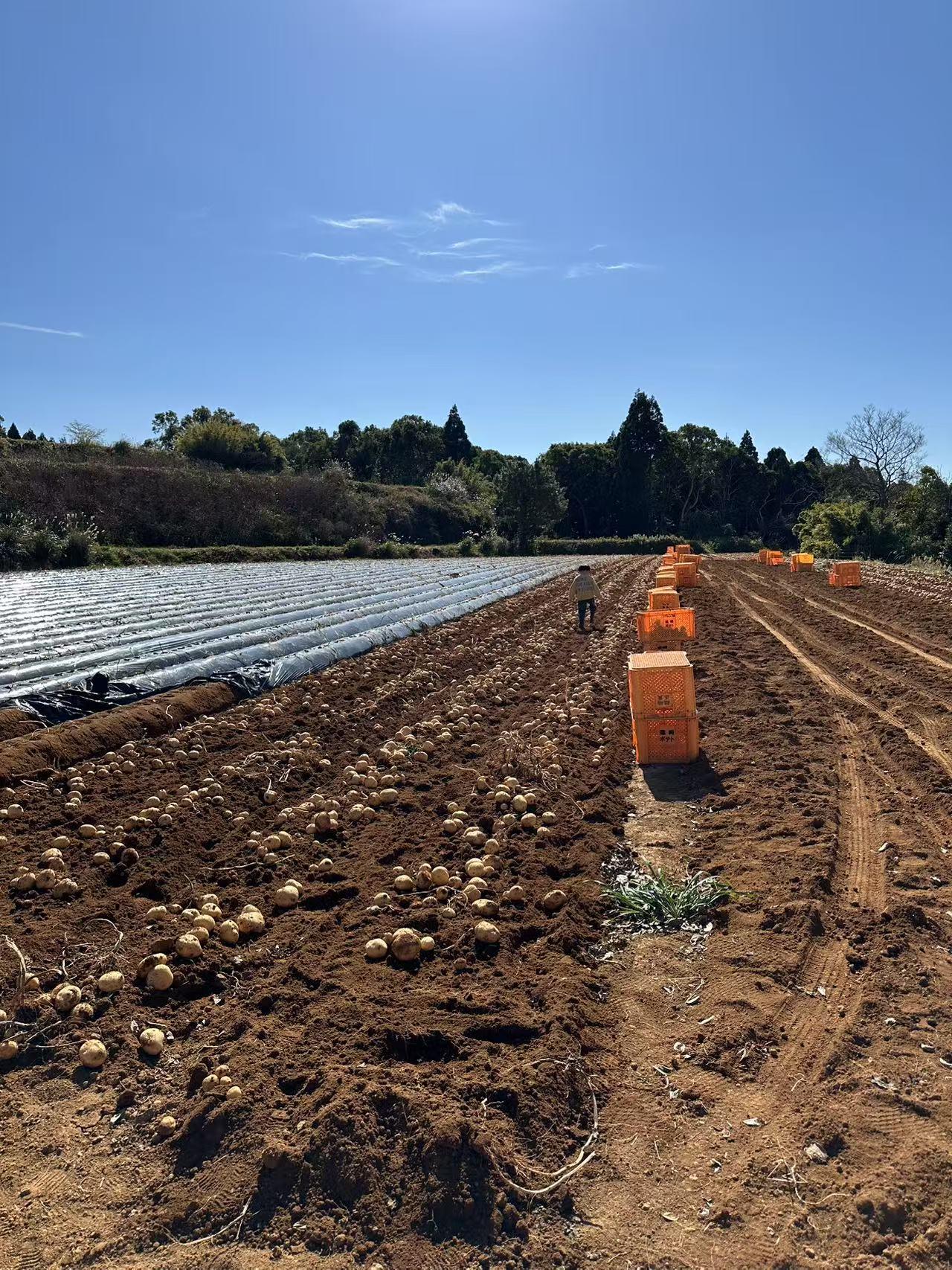 ～鹿児島県最北端の町〜　みかん！じゃがいも！魚！肉！旬の長島町を堪能！-0