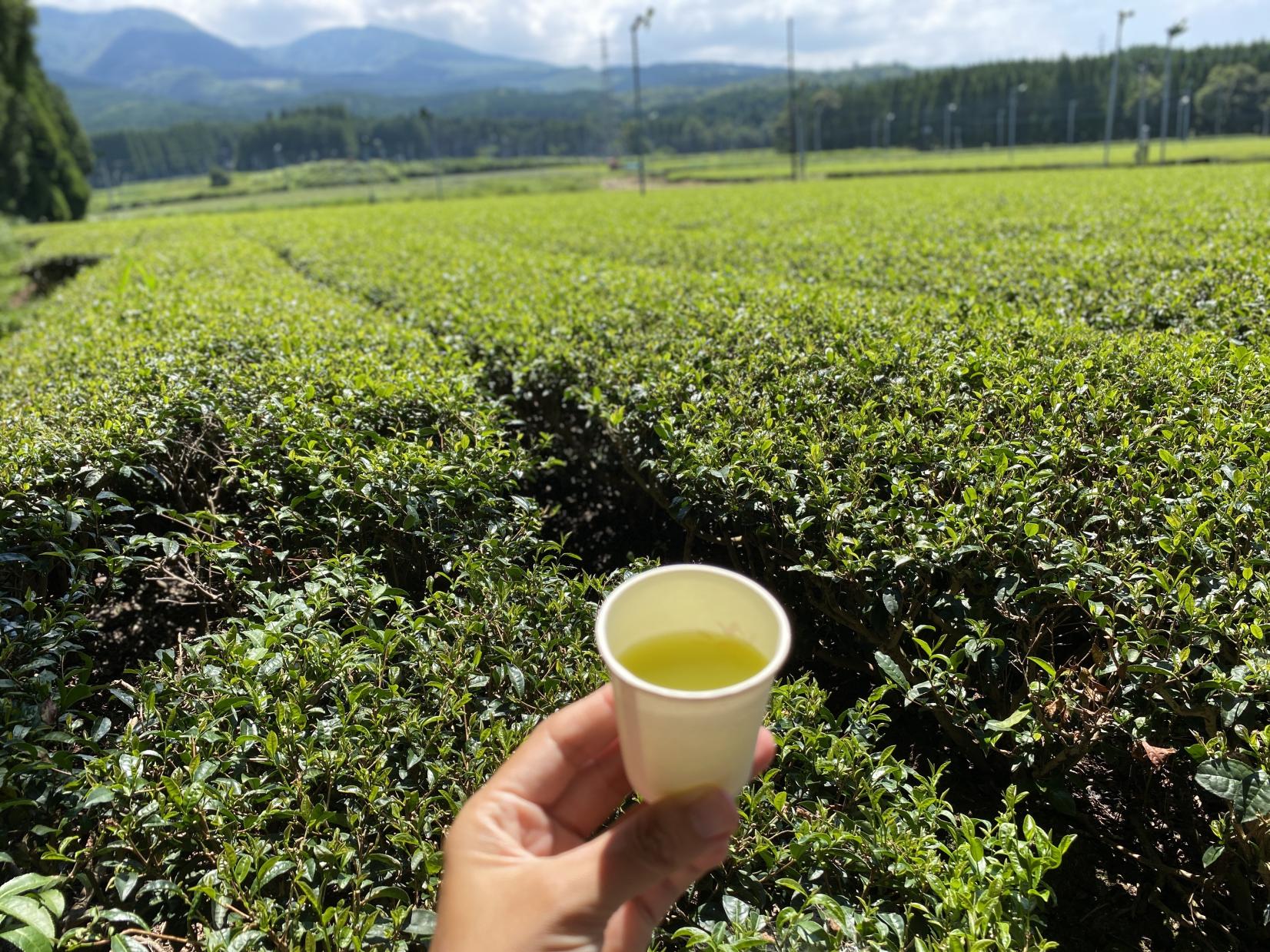 お茶の野本園　茶畑見学・お茶入れ体験-1