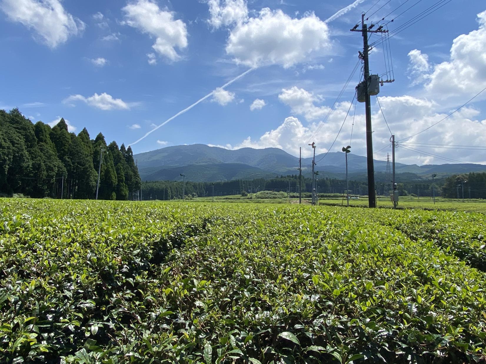 お茶の野本園　茶畑見学・お茶入れ体験-4