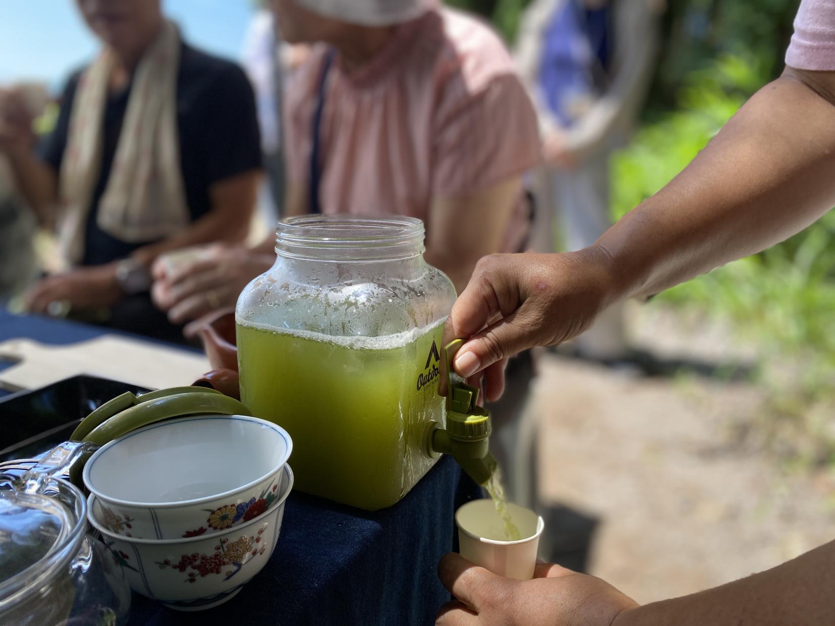 お茶の野本園　茶畑見学・お茶入れ体験-3