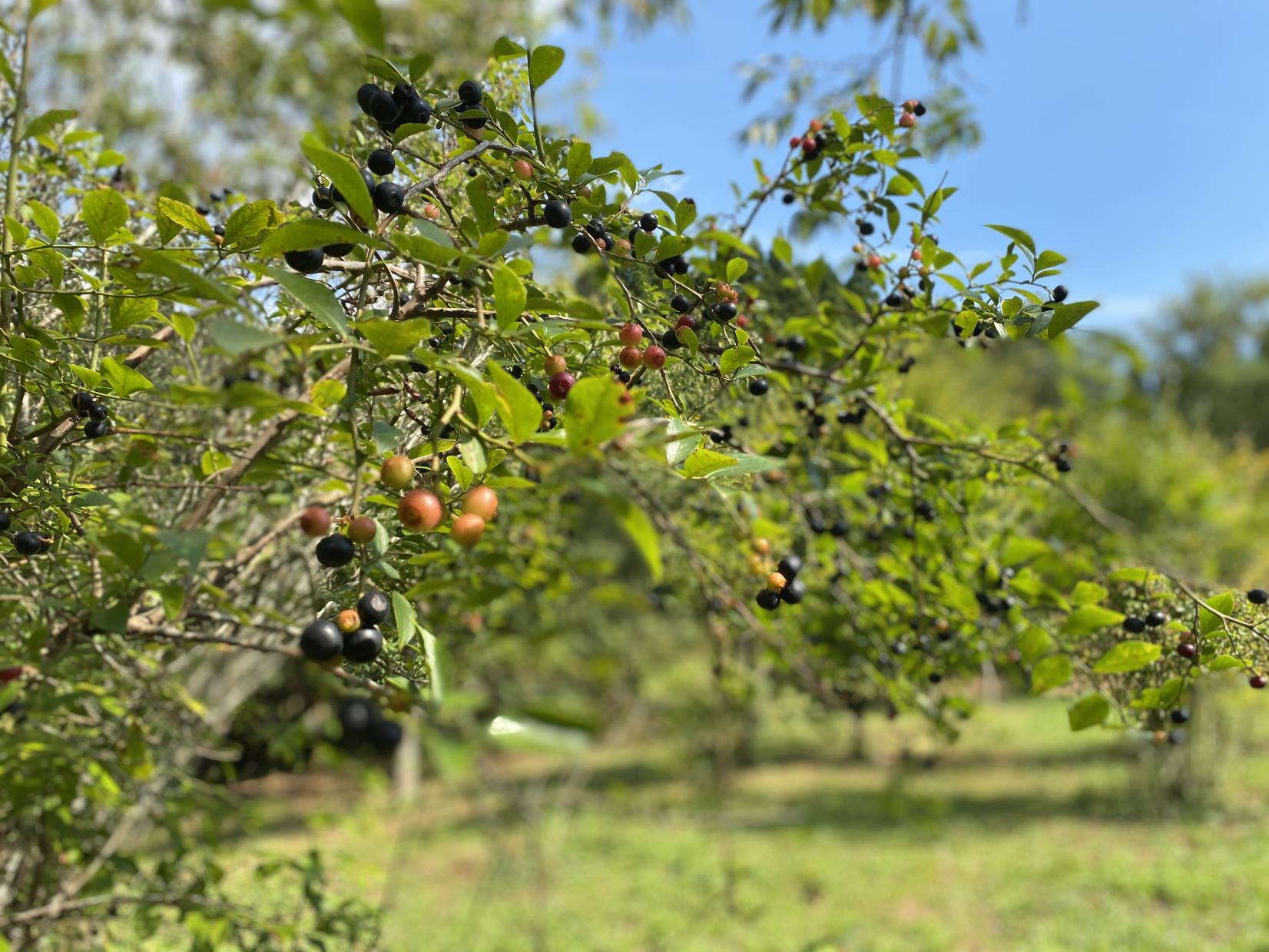 ブルーベリー収穫体験（30分食べ放題付き）-0