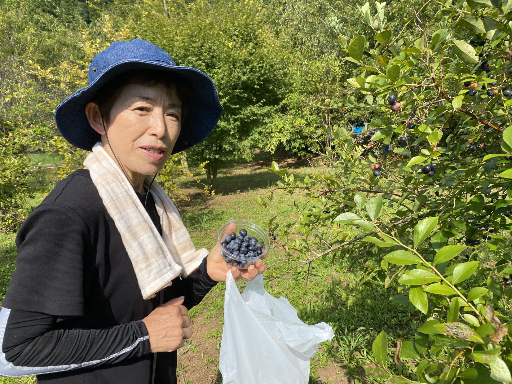 ブルーベリー収穫体験（30分食べ放題付き）-1