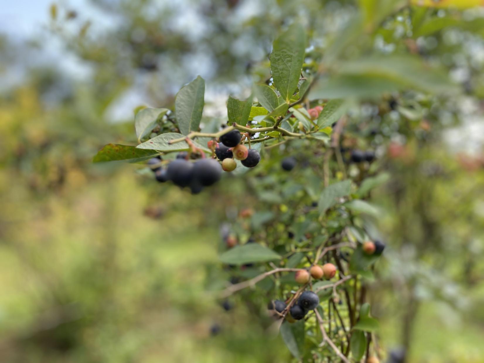 ブルーベリー収穫体験（30分食べ放題付き）-3