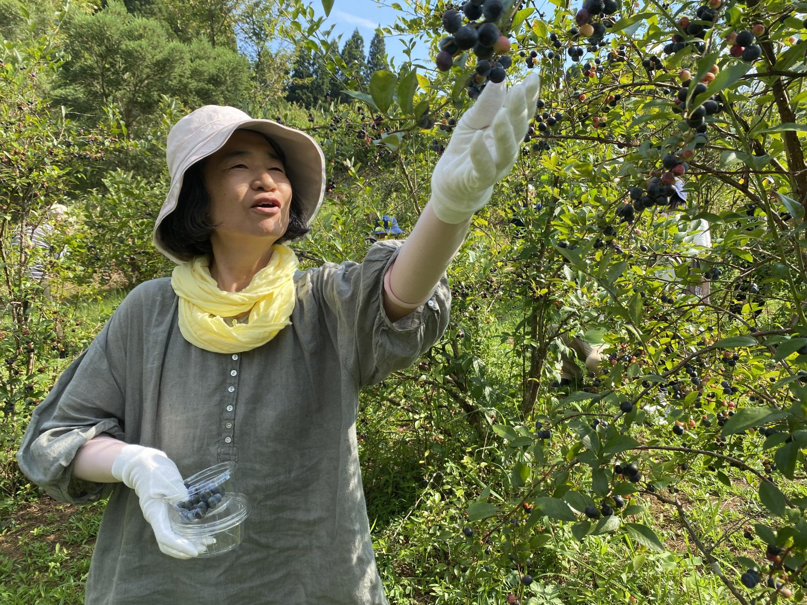 ブルーベリー収穫体験（30分食べ放題付き）-2