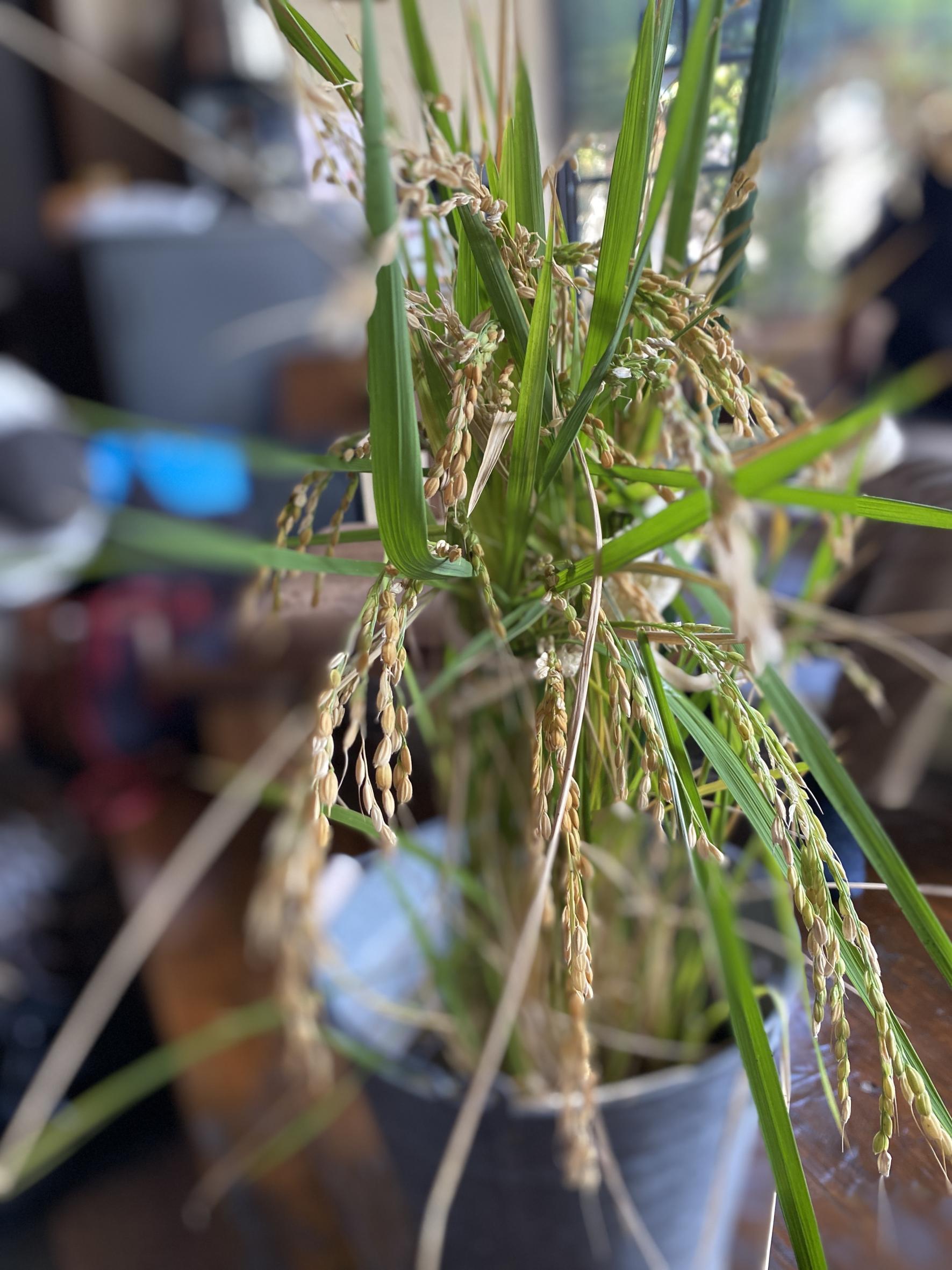 小北農場の「伊佐米」お米ワークショップ-0