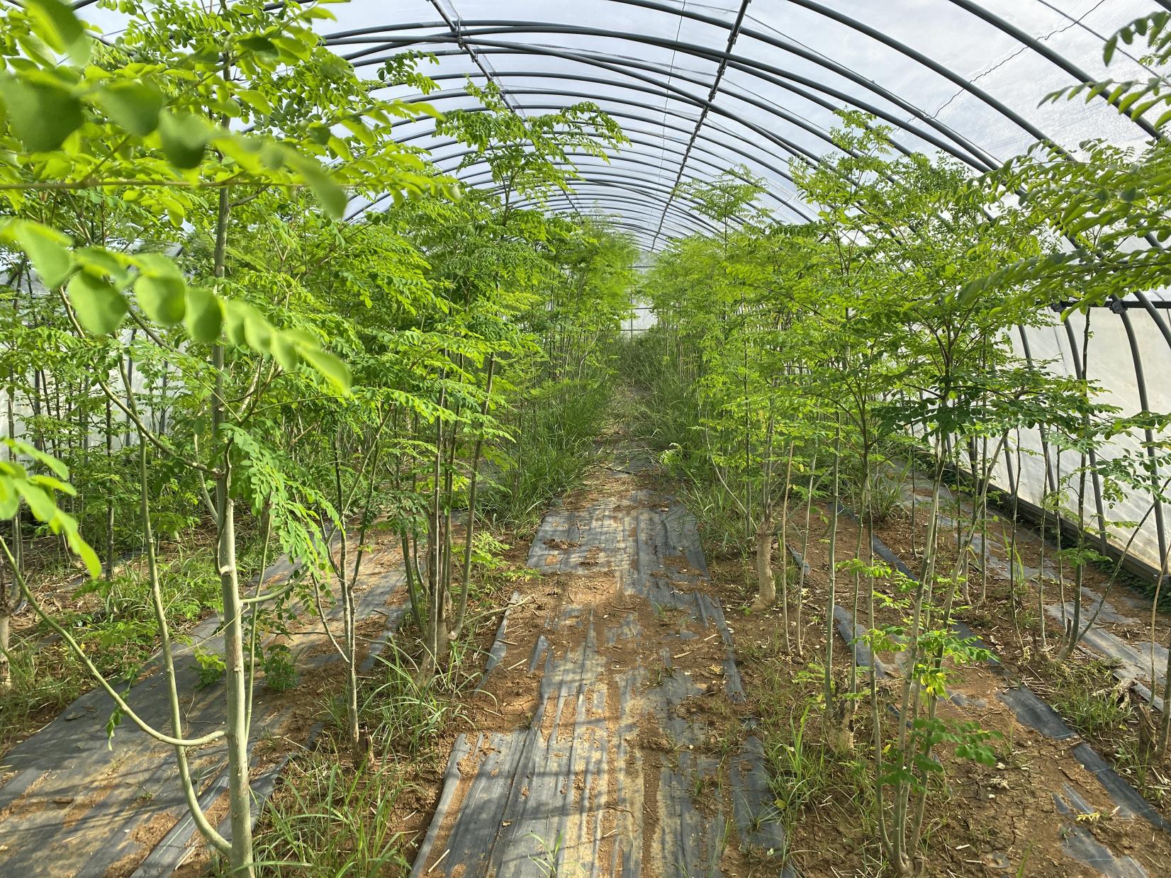 与論産農園見学・収穫体験（モリンガ・コーヒー・いんげんまめ）-1