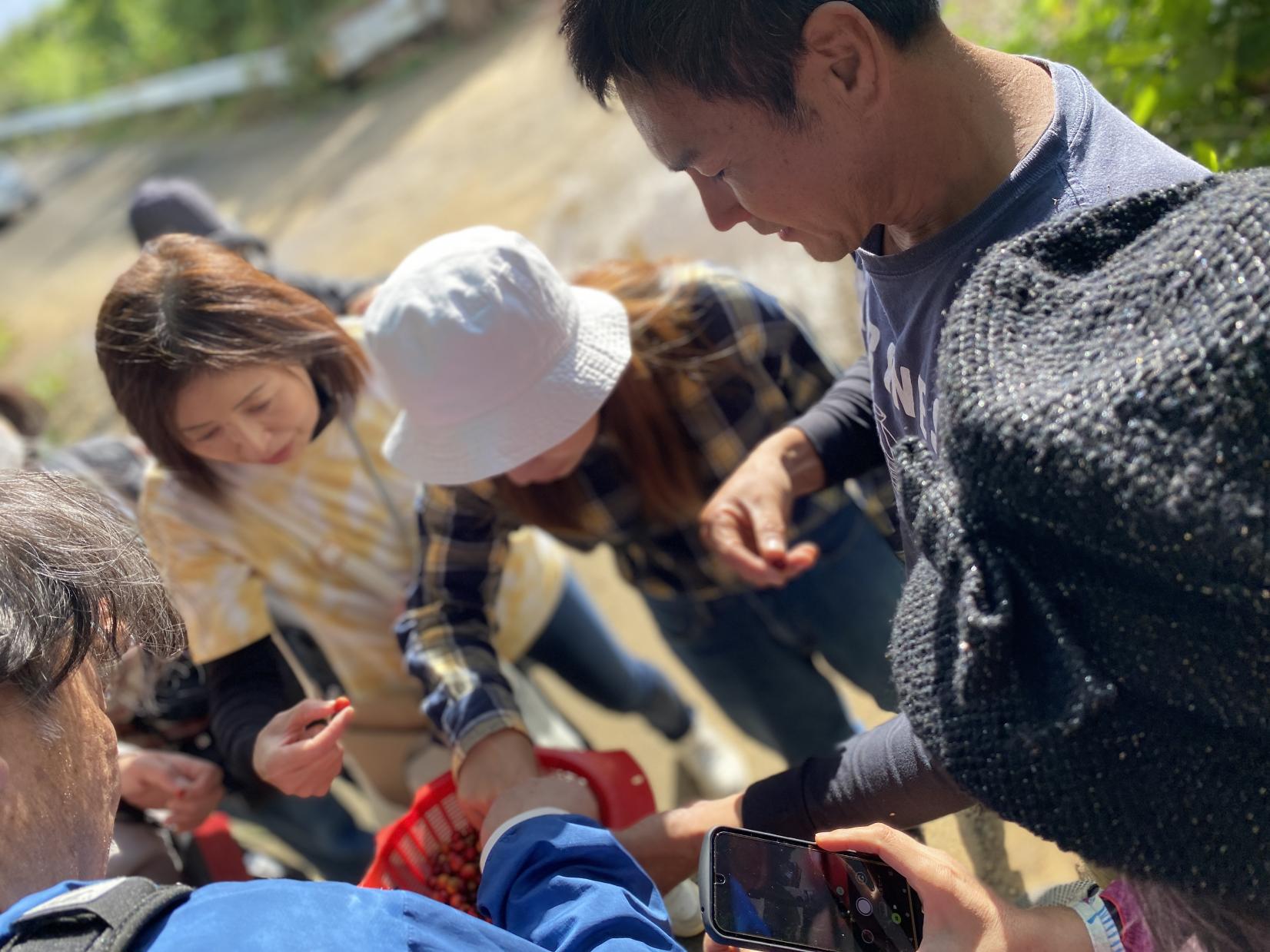 与論産農園見学・収穫体験（モリンガ・コーヒー・いんげんまめ）-5