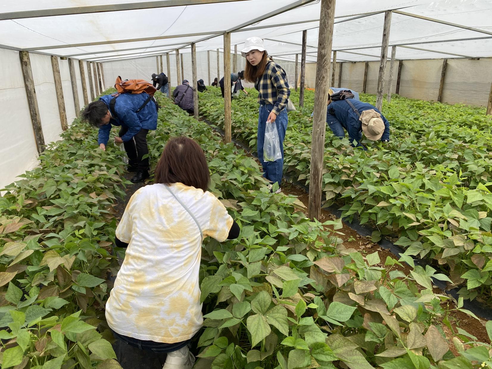 与論産農園見学・収穫体験（モリンガ・コーヒー・いんげんまめ）-8