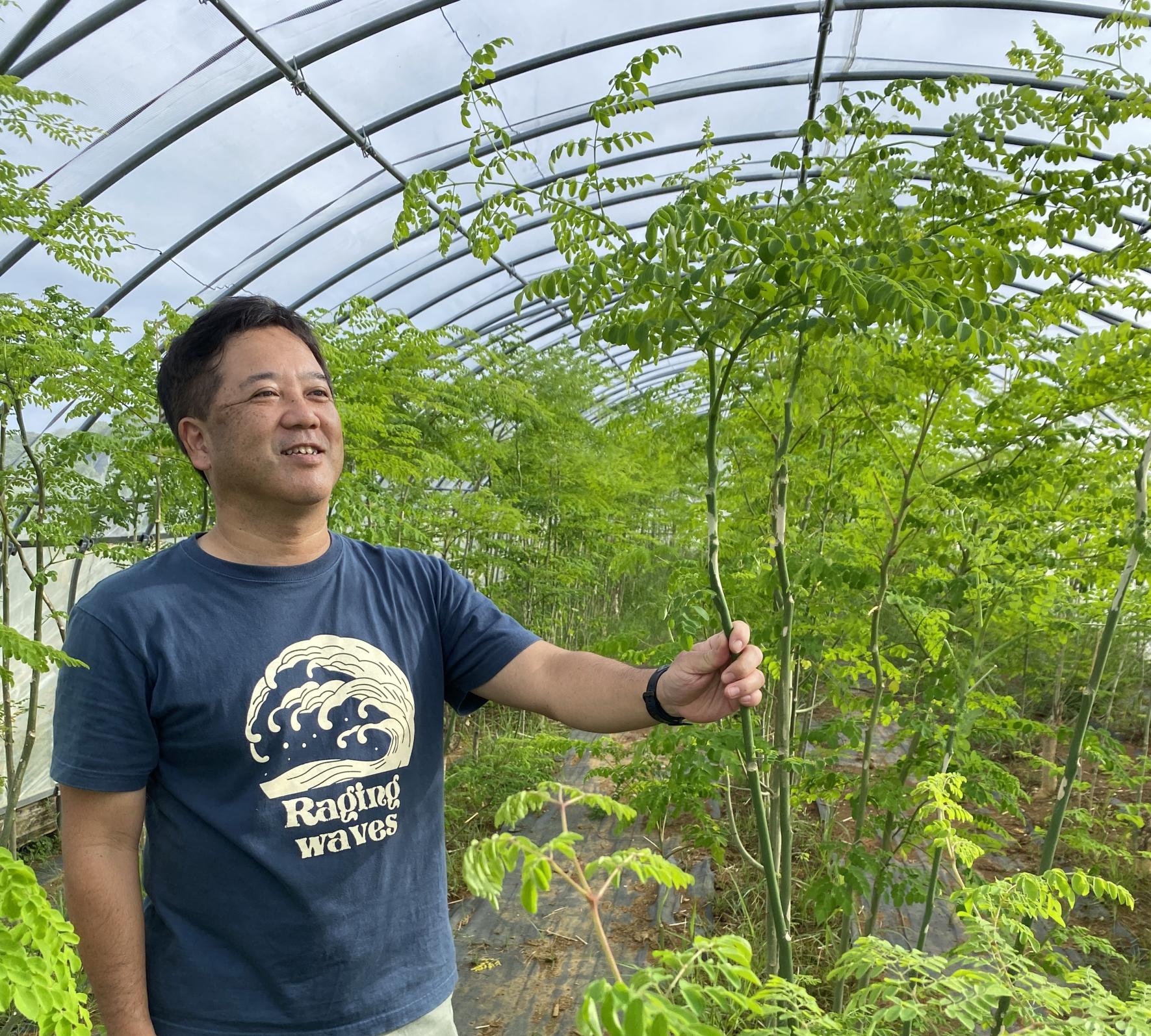 与論産農園見学・収穫体験（モリンガ・コーヒー・いんげんまめ）-0