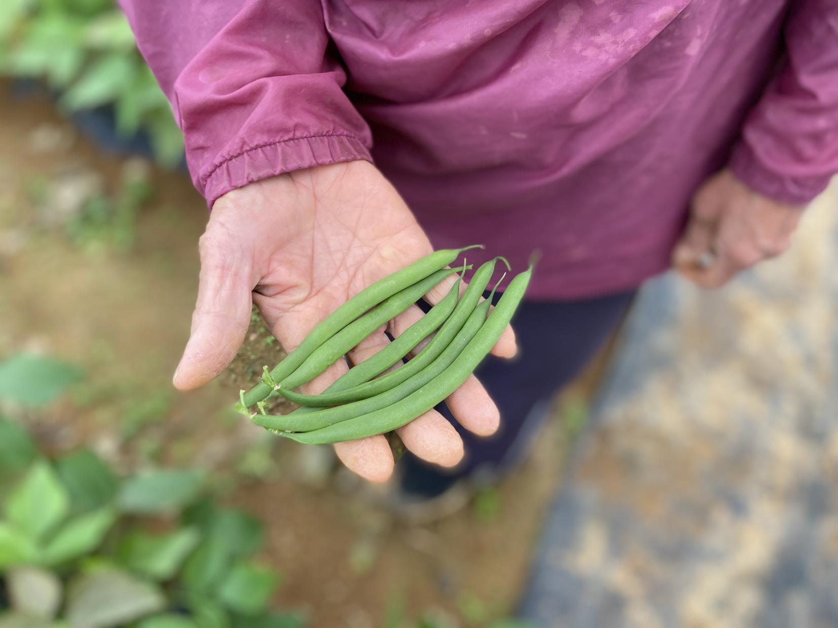 与論産農園見学・収穫体験（モリンガ・コーヒー・いんげんまめ）-7