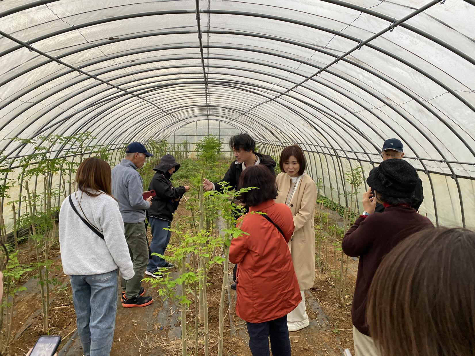 与論産農園見学・収穫体験（モリンガ・コーヒー・いんげんまめ）-2