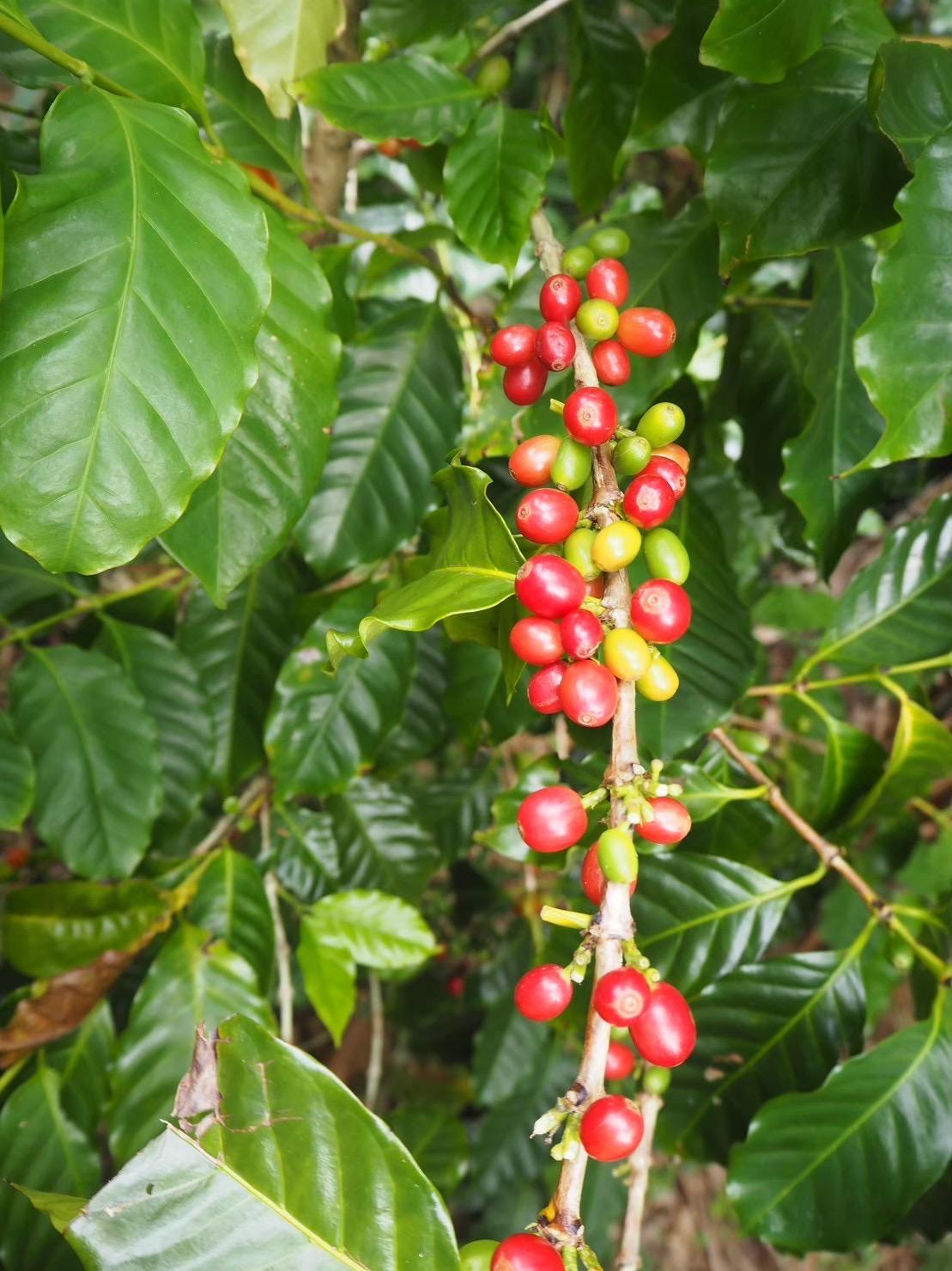 与論産農園見学・収穫体験（モリンガ・コーヒー・いんげんまめ）-4