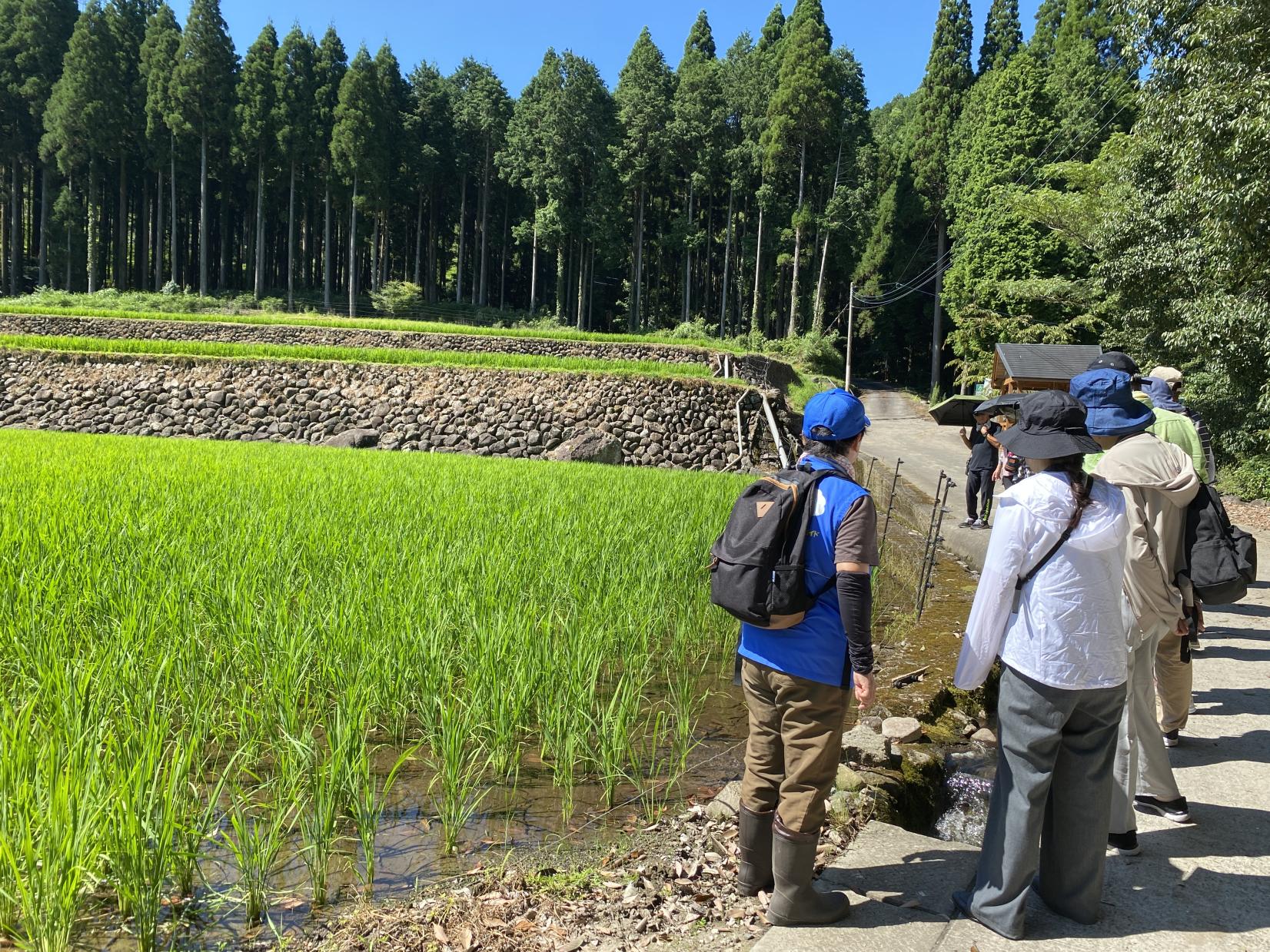 日本棚田百選「幸田の棚田」見学-3