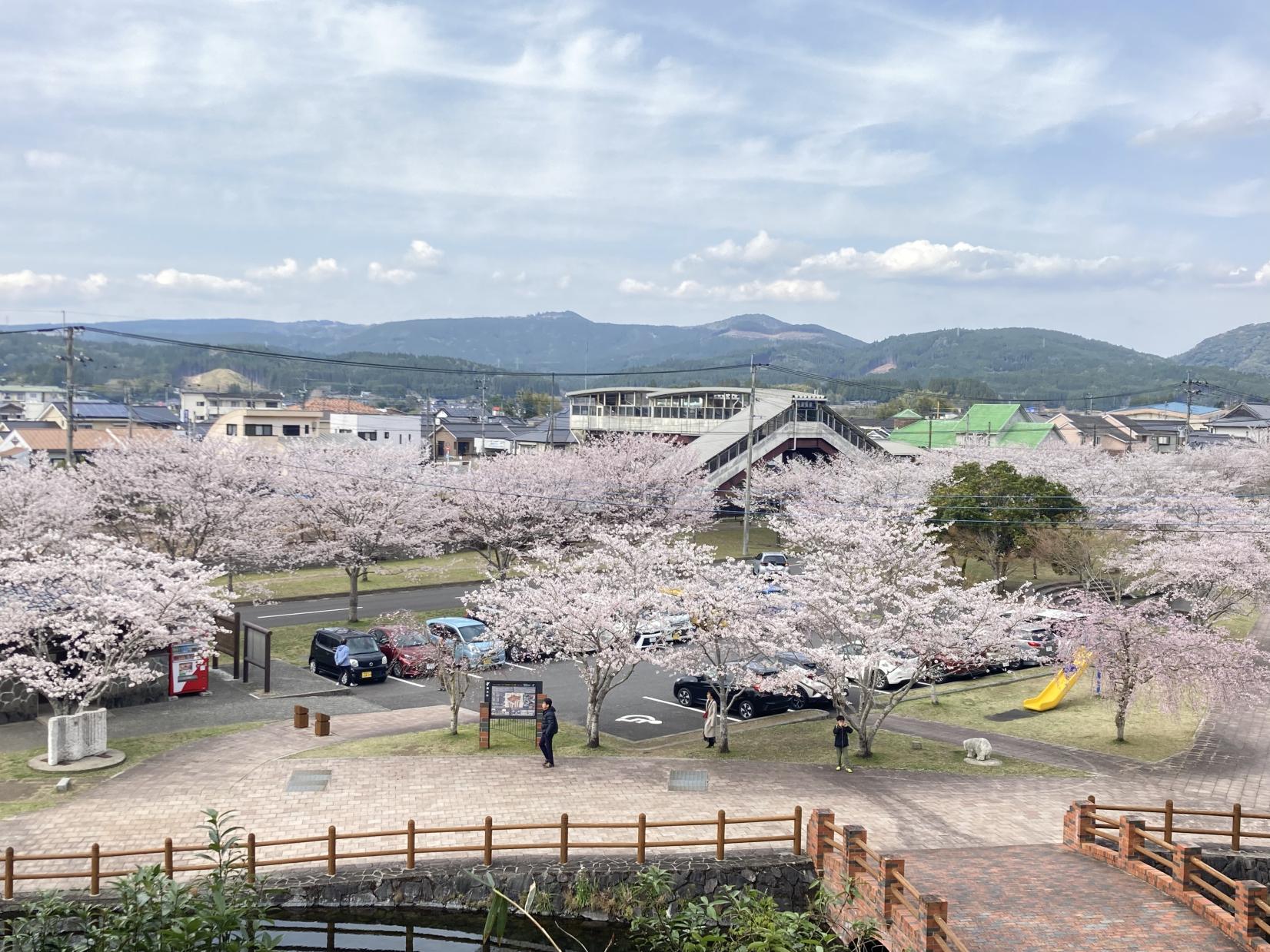 丸池湧水-2