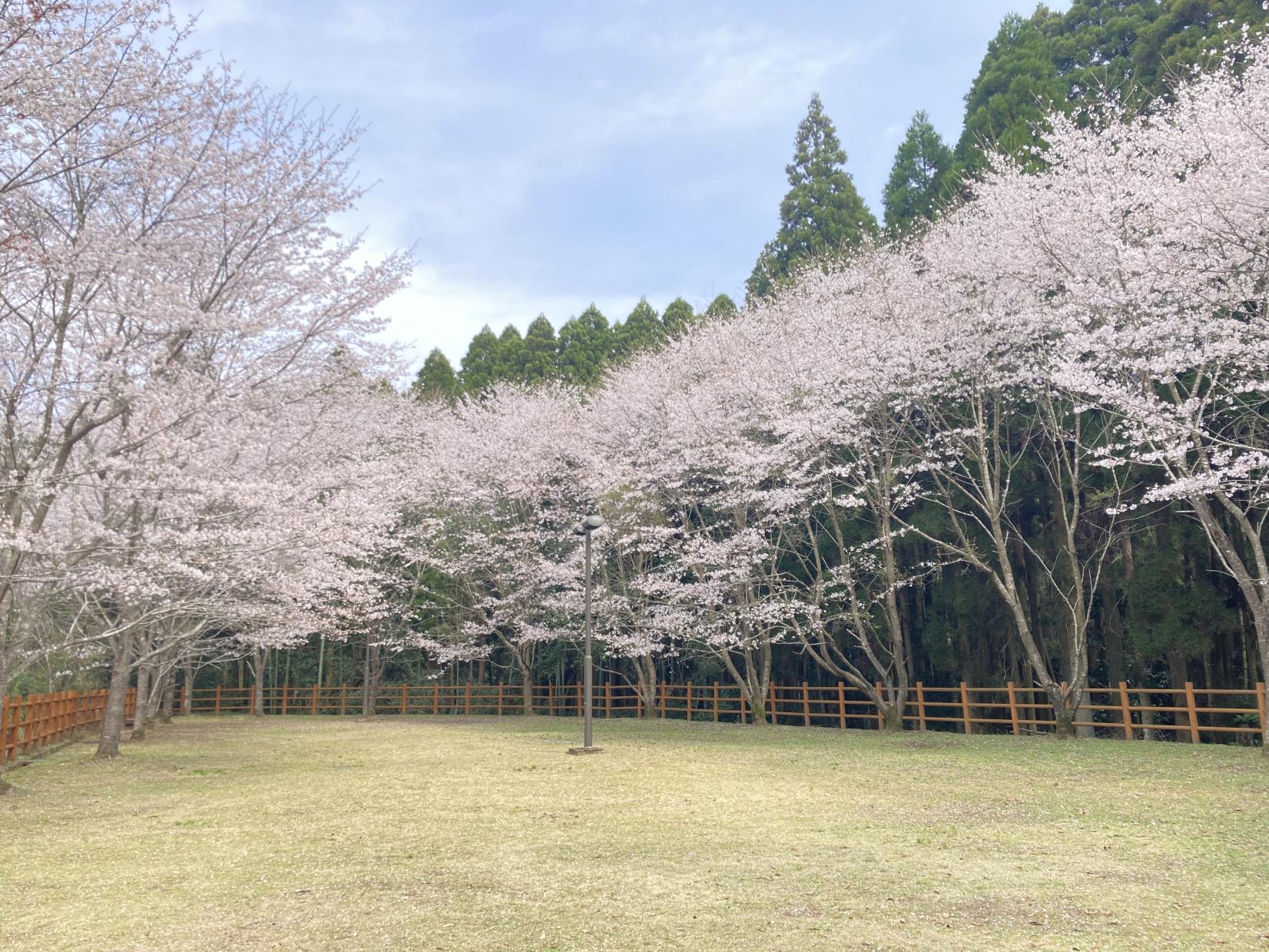 丸池湧水-5