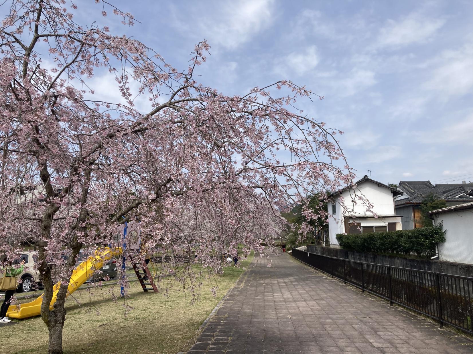 丸池湧水-4