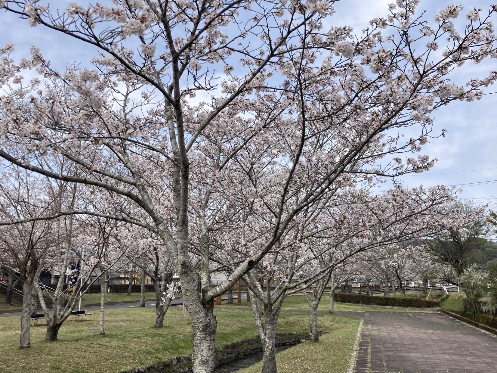 丸池湧水-6