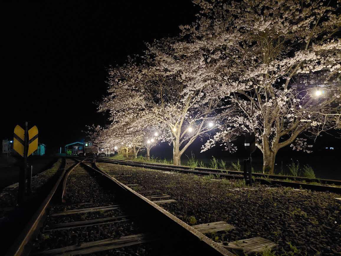 永野鉄道記念館の桜並木-3