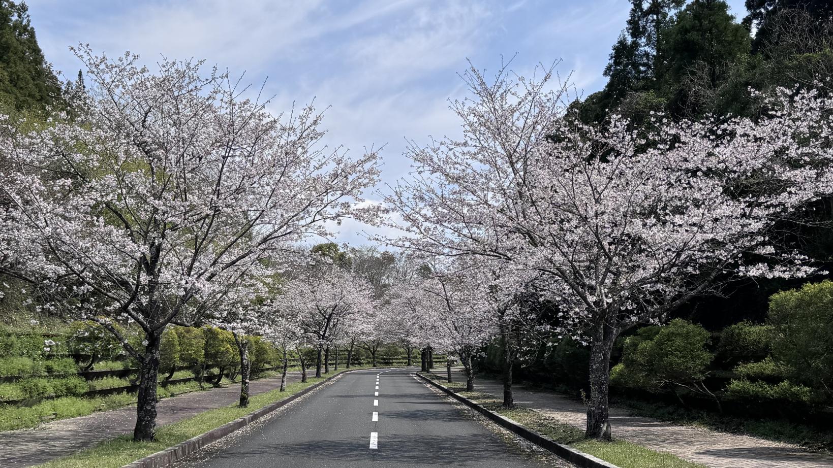 鹿児島県立大隅広域公園-4