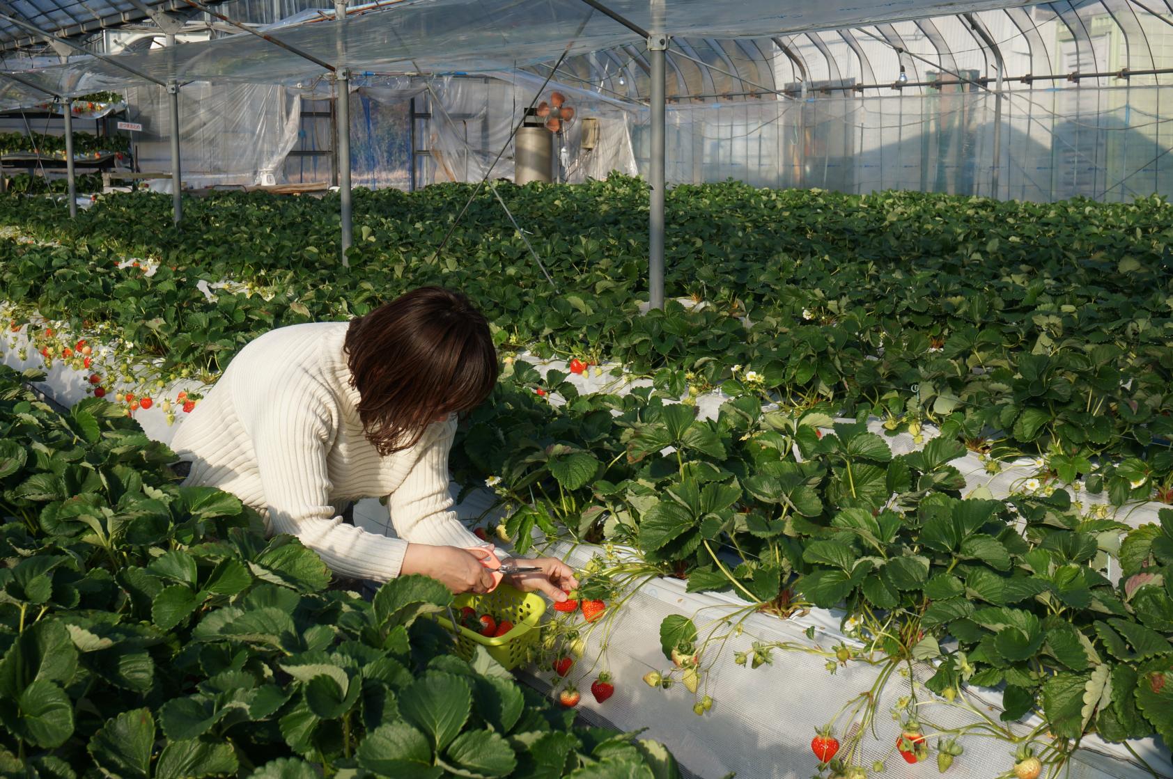 山のいちご屋さん ひがし農園（薩摩川内市）-3