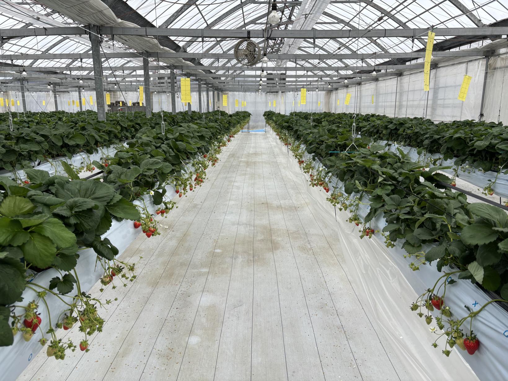 AGRICIA（日置市）-1