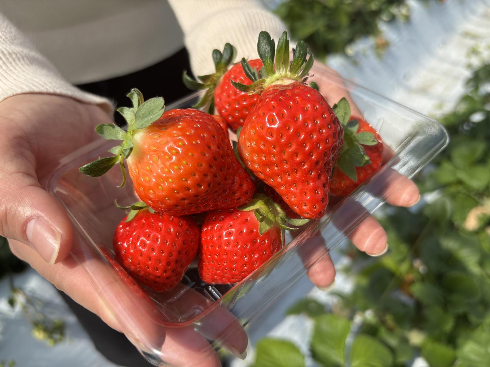 前田いちご園（南九州市）-3