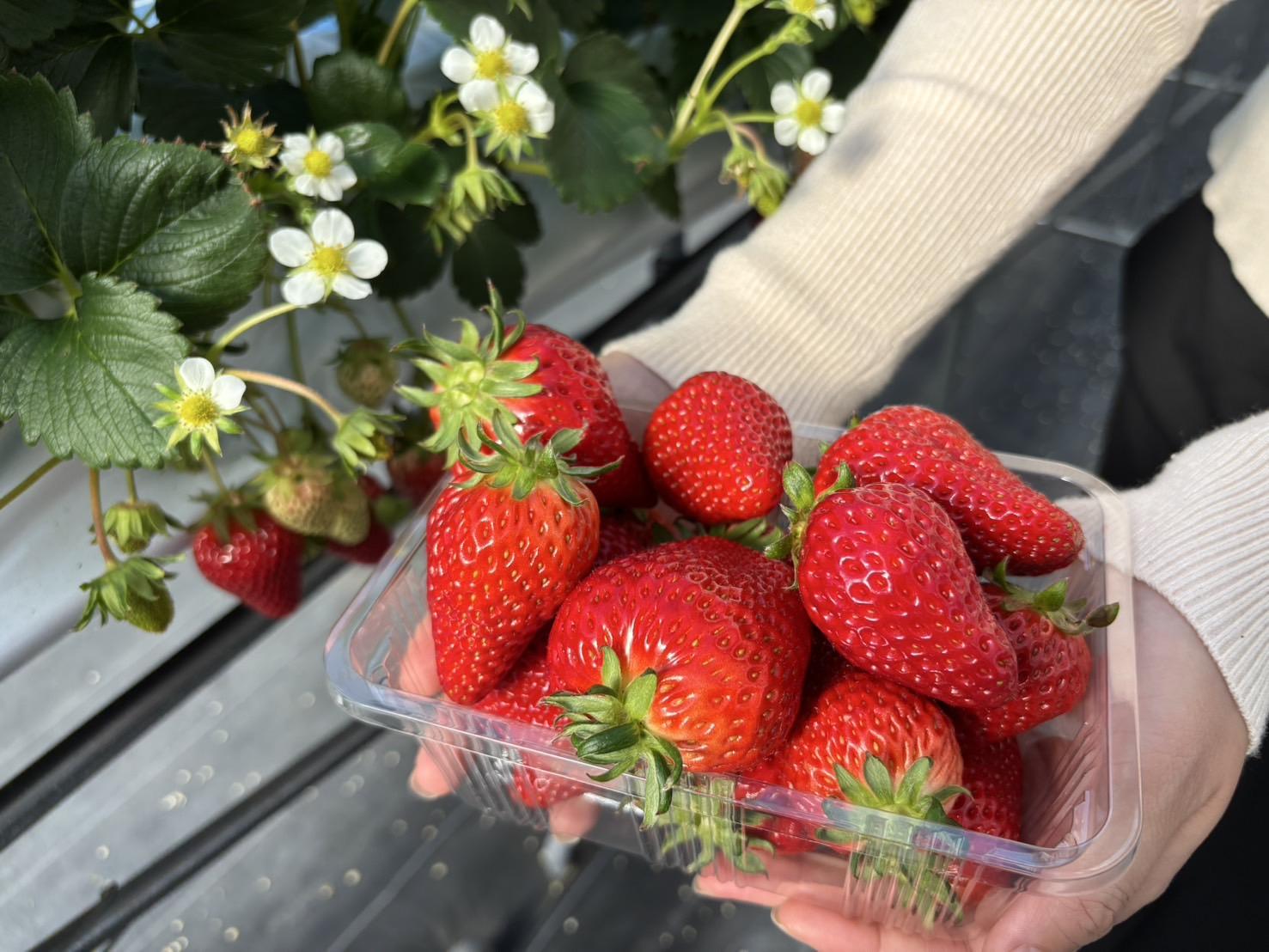 鹿児島のいちご狩りスポット！食べ放題やいちごスイーツも紹介-0