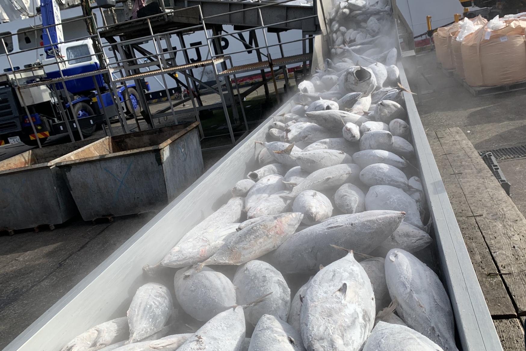 鰹節製造工程見学＆茶ぶし手作り体験付き（指宿市）-0