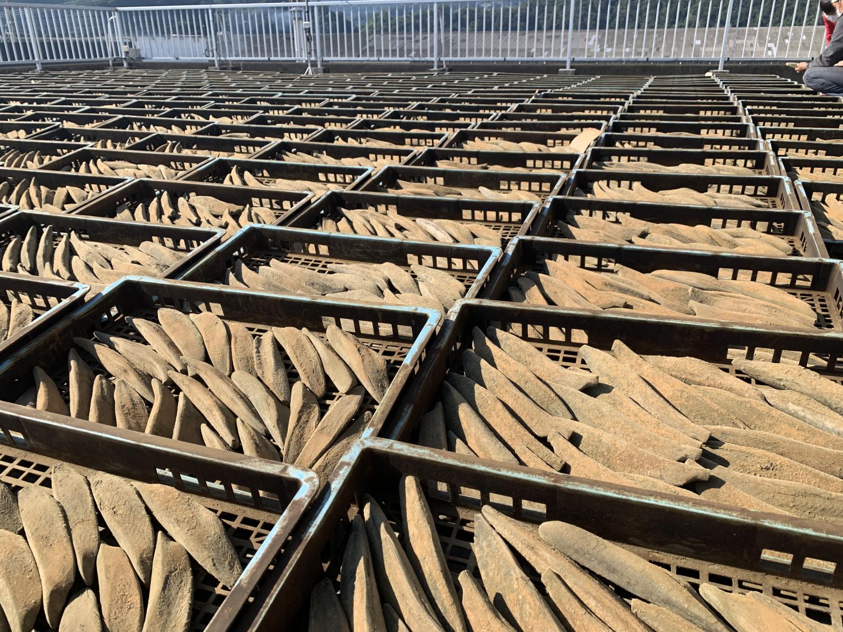 鰹節製造工程見学＆茶ぶし手作り体験付き（指宿市）-6