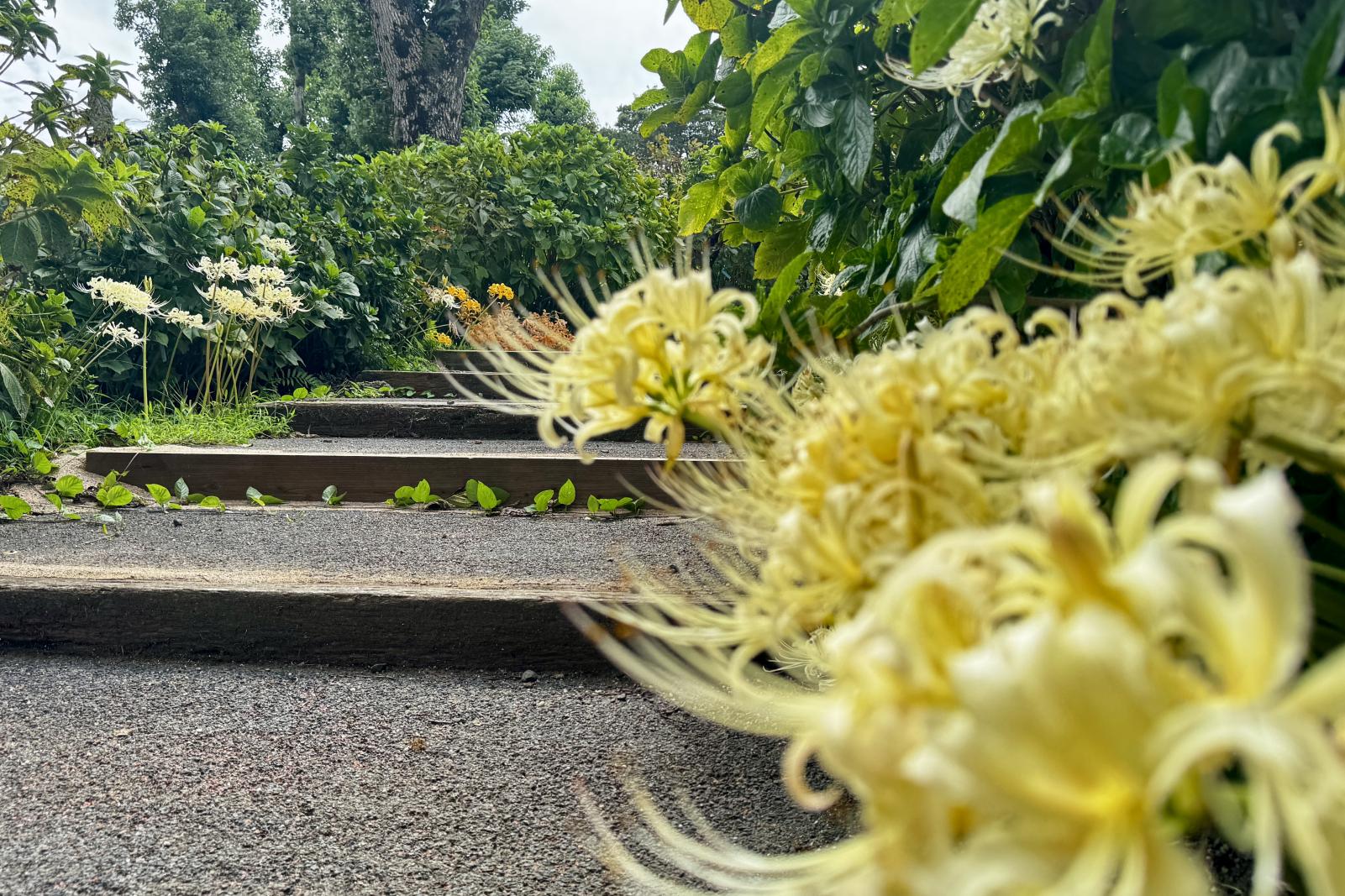 【鹿屋市】かのやばら園の彼岸花-4