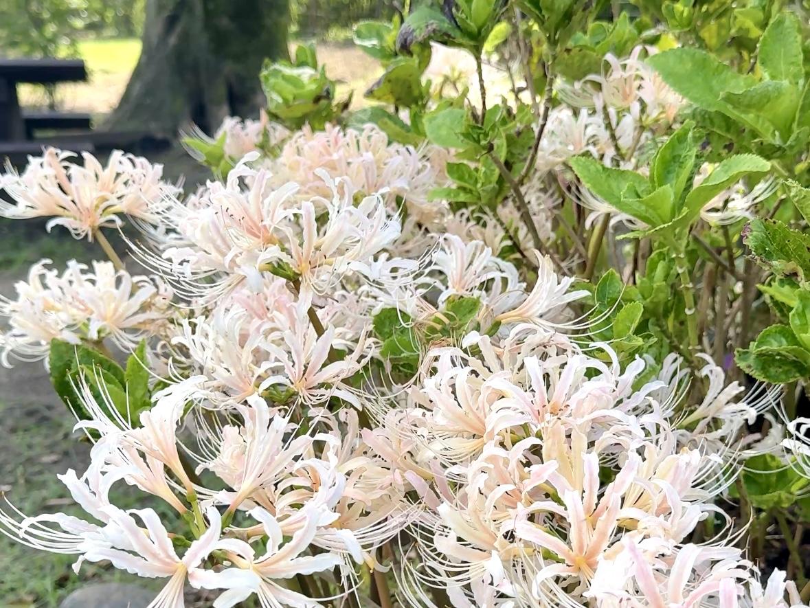 【鹿屋市】かのやばら園の彼岸花-3