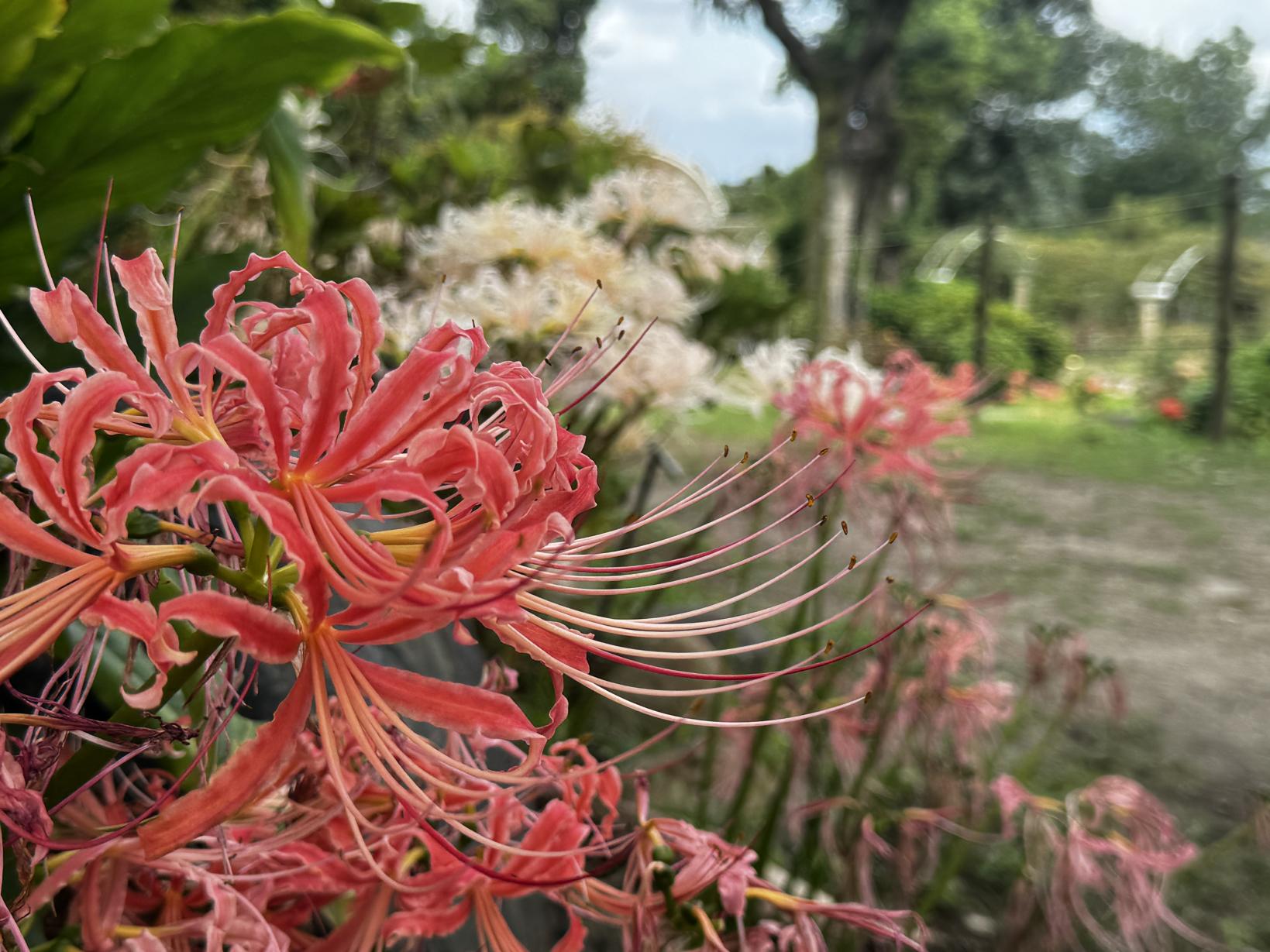 【鹿屋市】かのやばら園の彼岸花-2