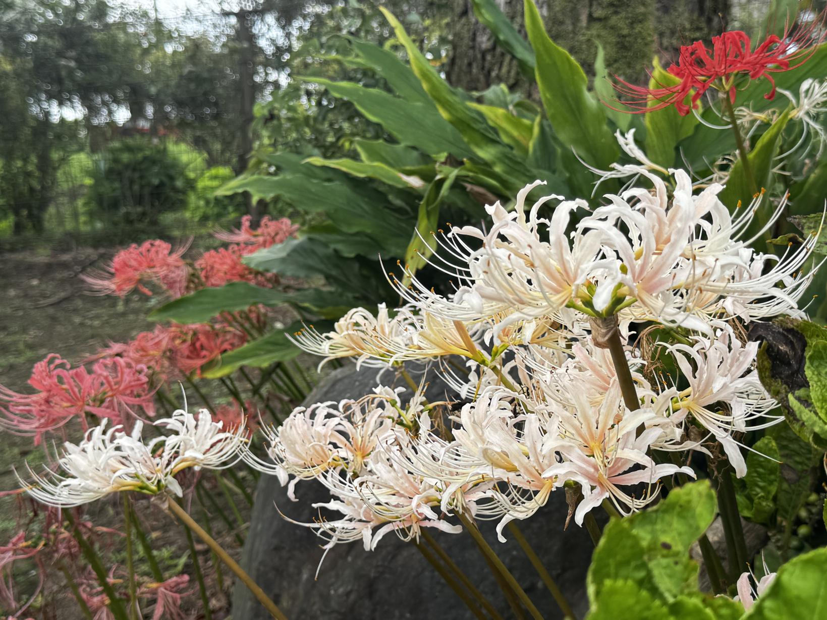 【鹿屋市】かのやばら園の彼岸花-1