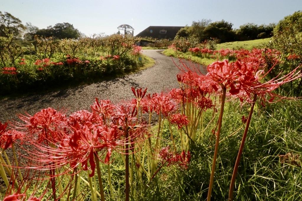 【鹿屋市】かのやばら園の彼岸花-6