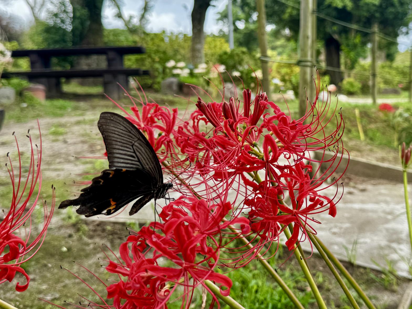 【鹿屋市】かのやばら園の彼岸花-0