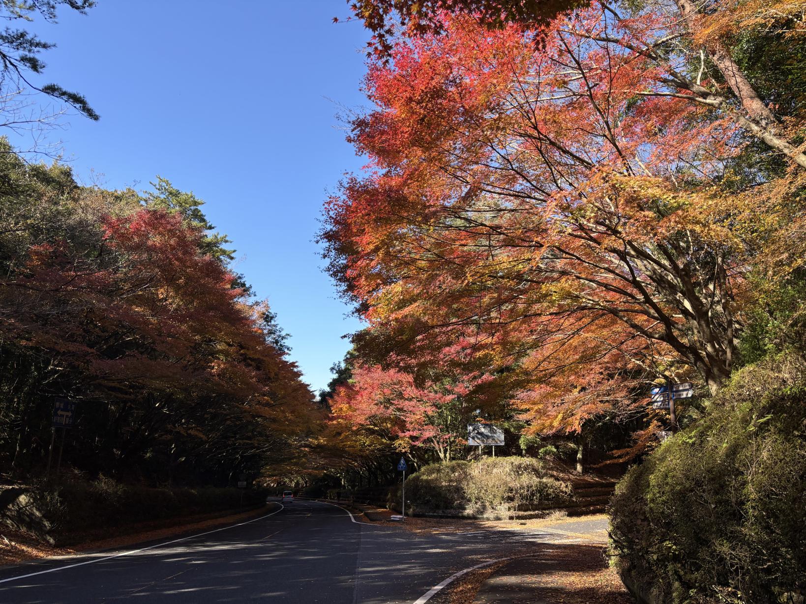 国道223号線沿い（霧島神宮周辺）-2