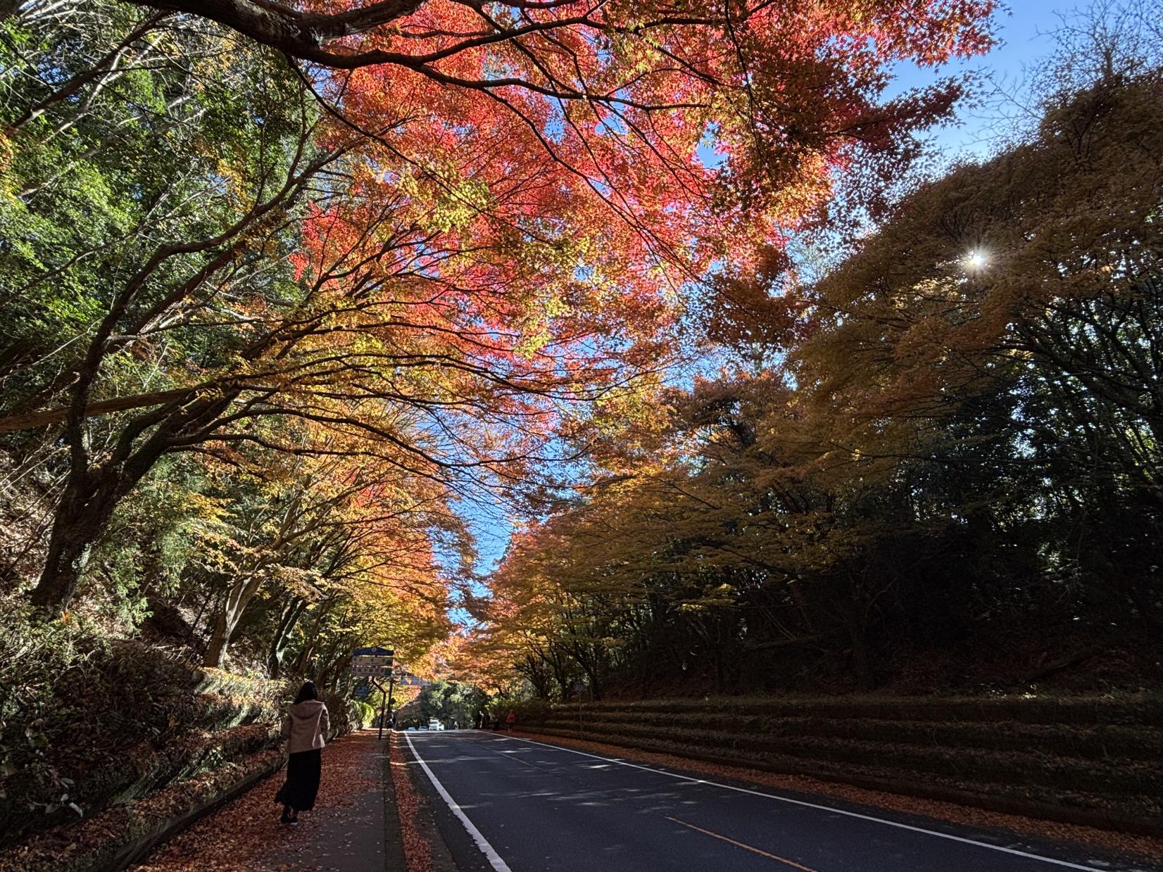 国道223号線沿い（霧島神宮周辺）-1