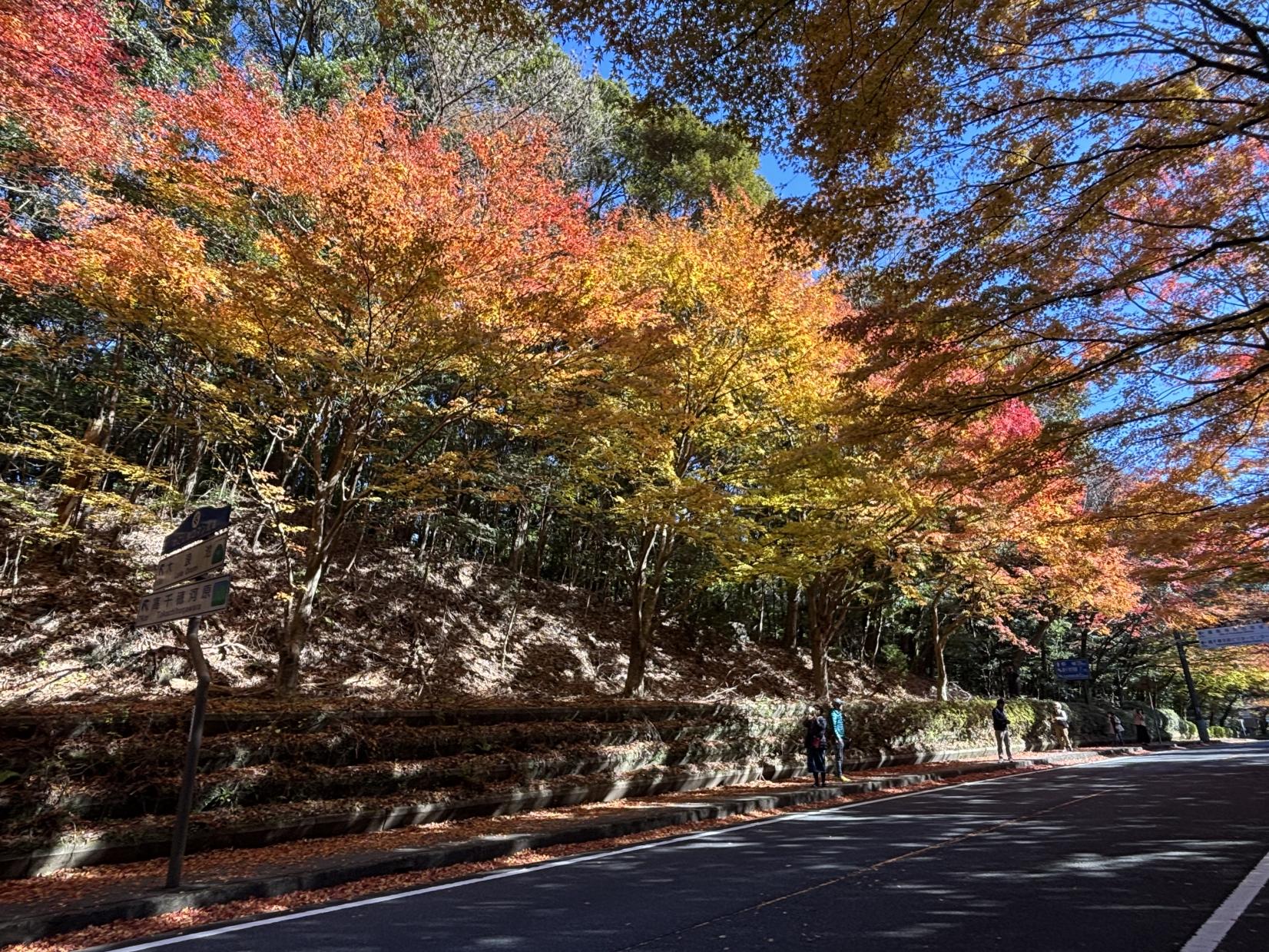 国道223号線沿い（霧島神宮周辺）-4
