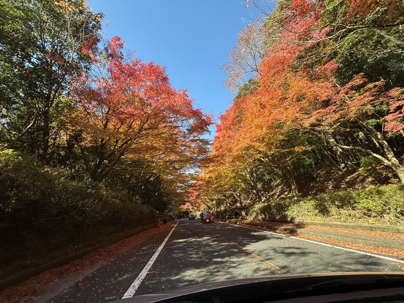 国道223号線沿い（霧島神宮周辺）-0
